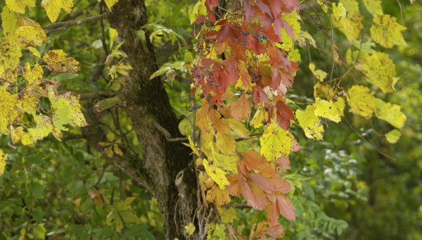 Fall Foliage