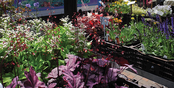 Flowers in Farmers Market at Capitol Square.