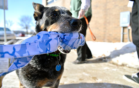 The Madison College Veterinary Technician program has several pets that are available for adoption, including “Peaches,” an Australian dog.