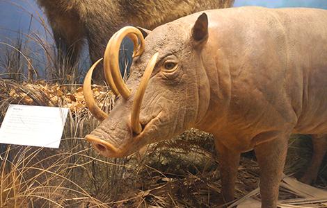 Many extinct species of animals can be found in the Chicago Field Museum.