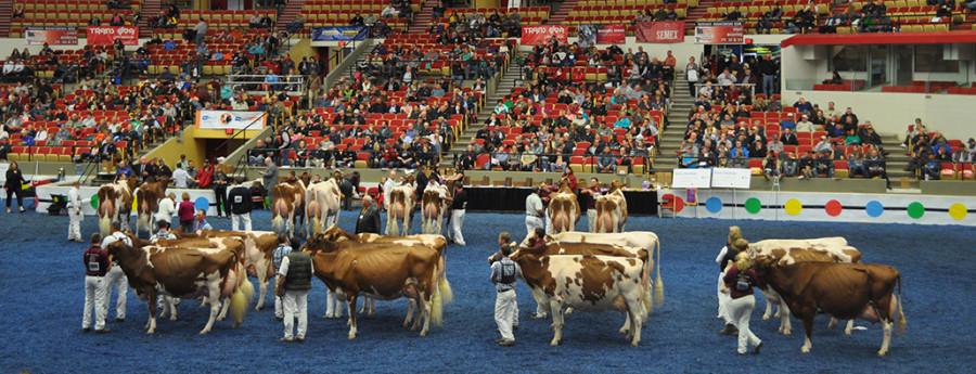 The International Holstein Show was part of the World Dairy Expo on Sept. 28-Oct. 3.