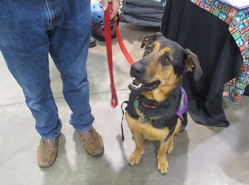 Everyone, two legs or four, was welcomed at the Wisconsin Dog Fair.