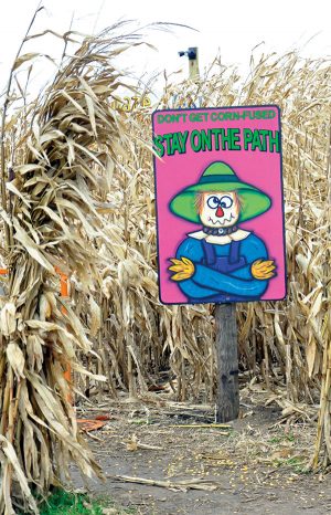 Guests can pick from two corn maze options and even give it a try after dark.