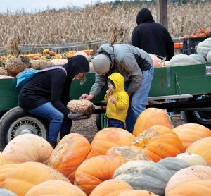 Visitors fuss over picking the perfect pumpkin to take home while visiting Schuster's Family Farm.