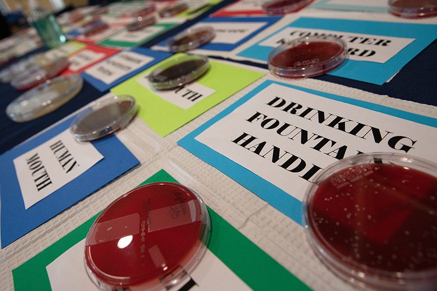 Bacterial cultures were collected by Microbiology students and displayed on April 17