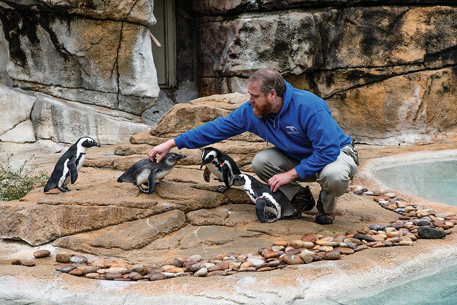 Gary Hartlage, a zookeeper at Henry Vilas Zoo in Madison, works with the penquins inside their enclosure.