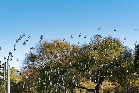 A job that’s truly for the birds