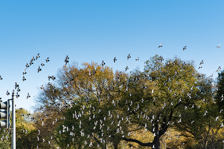 A flock of pigeons takes flight on the National Mall in Washington, D.C., on Nov. 1.