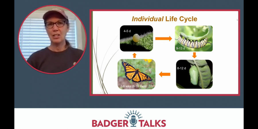 Badger Talks Live alleviating the stress of a pandemic 