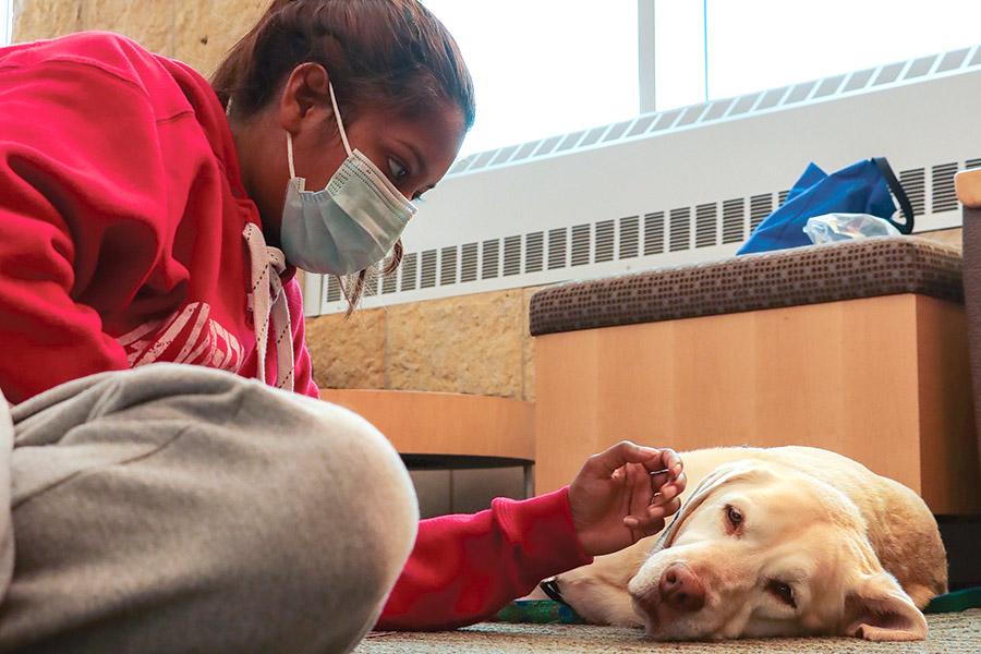Students attend the Pet Therapy event with Joy, an English yellow lab, at the Madison College Truax campus.