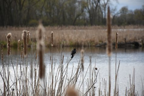 A red-winged blackbird rests on a branch in a marshy area in Warner Park.