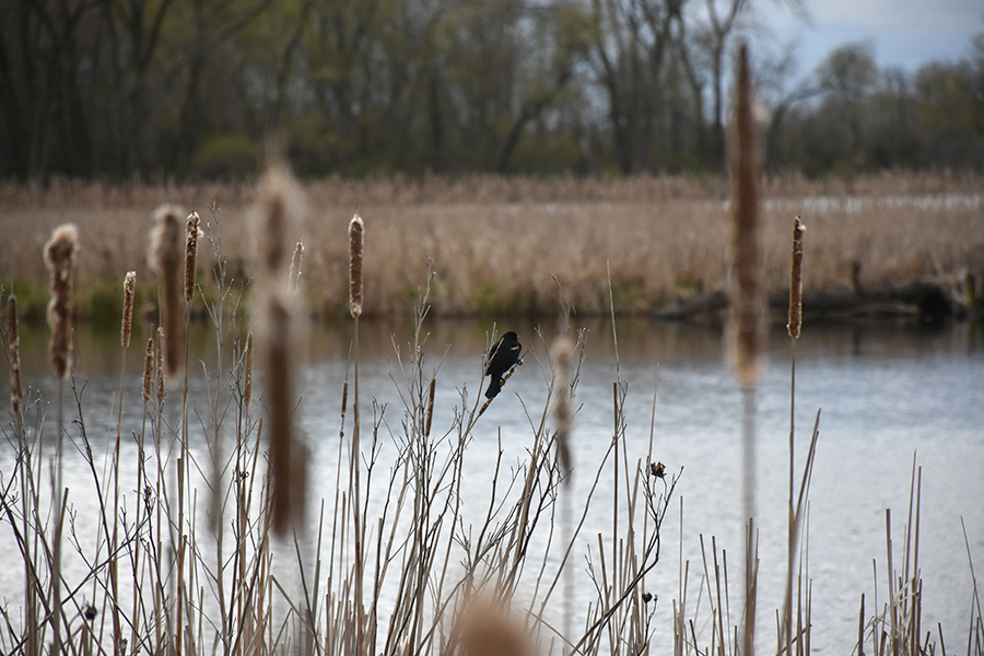 A+red-winged+blackbird+rests+on+a+branch+in+a+marshy+area+in+Warner+Park.