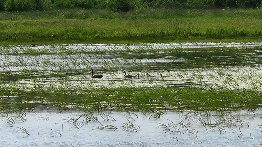 The Wetland Coffee Break series helps keep wetland enthusiasts connected and informed.