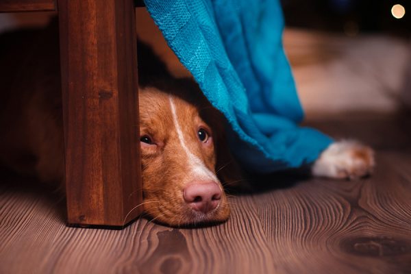 A mysterious and potentially fatal respiratory illness affecting canines across the United States begins as a cough that can last for weeks.