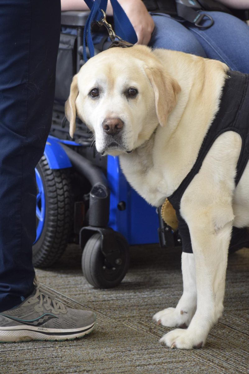 Pet therapy event held on campus