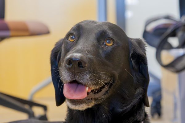 A pet therapy dog visits the Health Education Center.